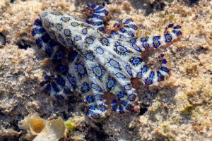 Gospectle octopus Gospectle octopus